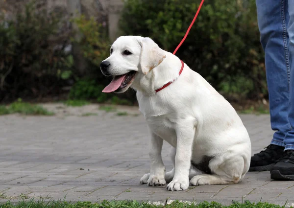 Sweet Yellow Labrador Playing Park — Stock Photo, Image