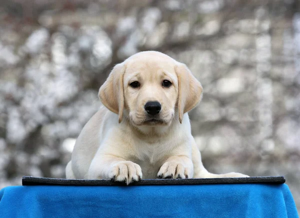蓝色背景的漂亮的小拉布拉多犬 — 图库照片