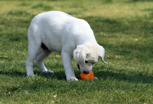 Agradável Labrador Amarelo Jogando Parque — Fotografia de Stock