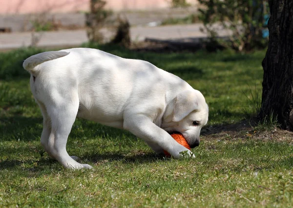 Dulce Labrador Amarillo Jugando Parque — Foto de Stock