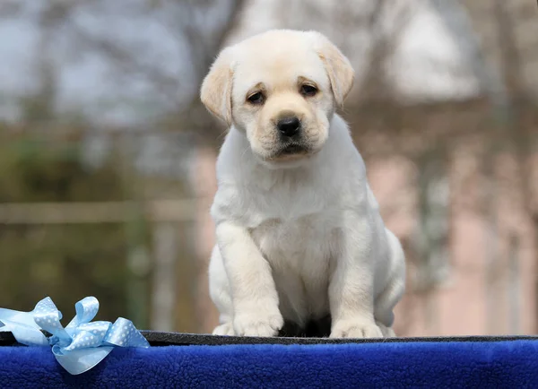 Cucciolo Labrador Giallo Sullo Sfondo Blu — Foto Stock