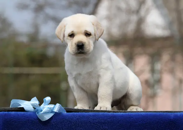 Mavi Arka Planda Sarı Labrador Köpeği — Stok fotoğraf