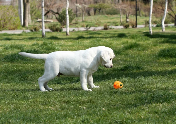 Labrador Giallo Che Gioca Nel Parco — Foto Stock