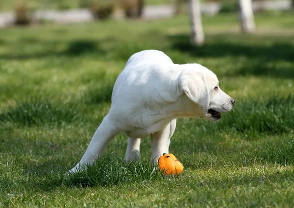 Sweet Yellow Labrador Playing Park — Stock Photo, Image