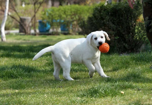 Doce Labrador Amarelo Brincando Parque — Fotografia de Stock
