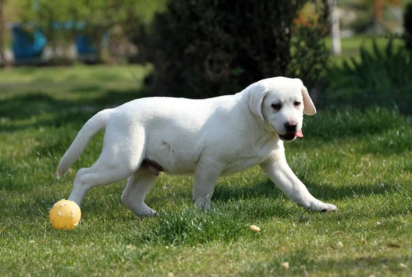 Ein Süßer Gelber Labrador Spielt Park — Stockfoto