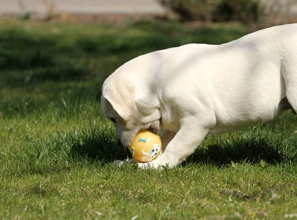 Yellow Labrador Playing Park — Stock Photo, Image