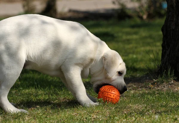 Ein Gelber Labrador Spielt Park — Stockfoto