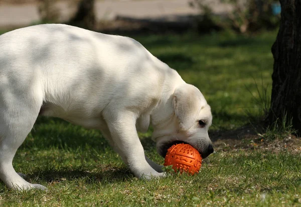 Labrador Jaune Jouant Dans Parc — Photo