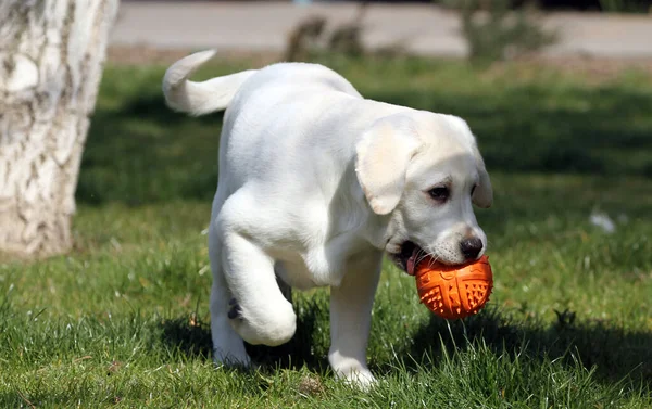Der Schöne Gelbe Labrador Spielt Park — Stockfoto