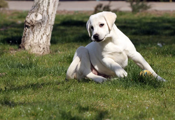 在公园里玩耍的漂亮的黄色拉布拉多犬 — 图库照片