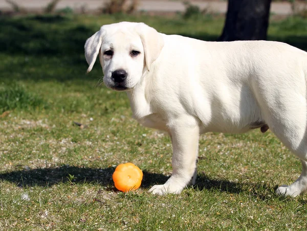 Labrador Amarelo Que Joga Parque — Fotografia de Stock