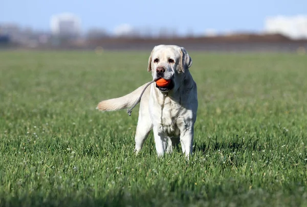 Der Gelbe Labrador Spielt Park — Stockfoto