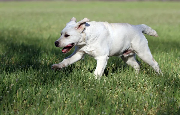 Gul Labrador Spelar Parken — Stockfoto