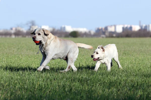 Two Sweet Yellow Labradors Playing Park — Stock Photo, Image