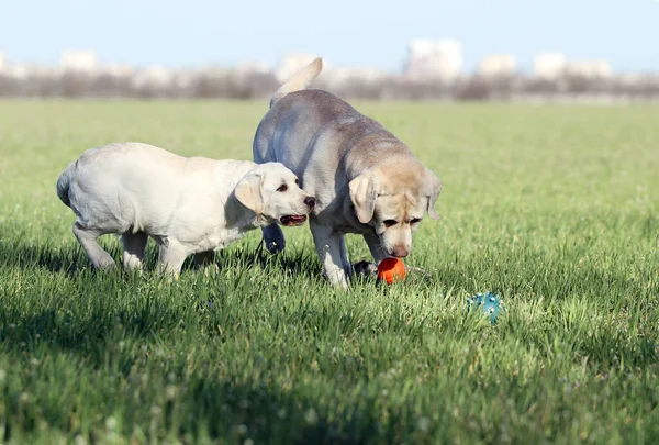 Two Yellow Labradors Playing Park — Stock Photo, Image