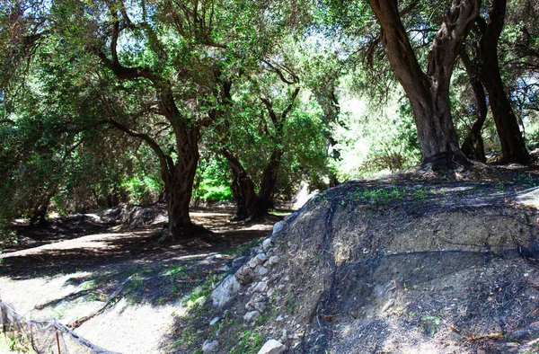 Vieux Oliviers Dans Forêt Corfou Grèce Scène Naturelle Bosquet Traditionnel — Photo