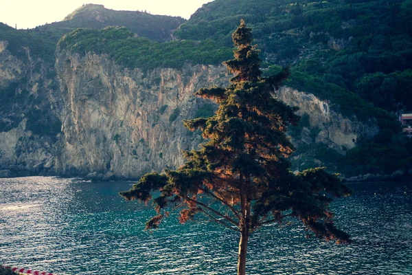 Сосна Водою Скелі Позаду Чисте Море Дерево Гори Передньому Плані — стокове фото