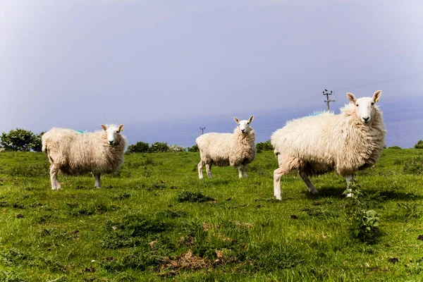 Three White Sheeps Standing Meadow Mountain Hill View Sheeps Countryside — Stock Photo, Image