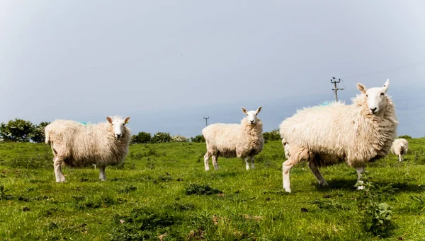 Herd Sheep Green Pasture Countryside Green Fields Mountains Grazing Sheep — Stock Photo, Image