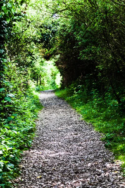 Mooie Kleine Onverharde Weg Door Een Bos Van Helder Groene — Stockfoto