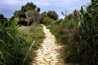 Boş sokakta lamba sonrası hiçbir sokak lambası ile güneş ışığı tarafından aydınlandı. Doğru yolu büyük gölgeli mangrov ağaçlar için yeşil çalılar çim, vb vardır.