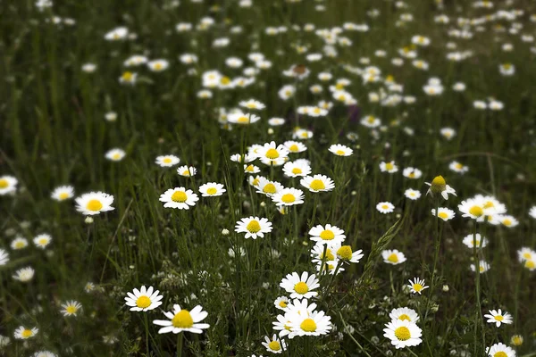 Nombreux Tournesols Blancs Camomilles Sont Observés Dans Champ Verdoyant Comme — Photo