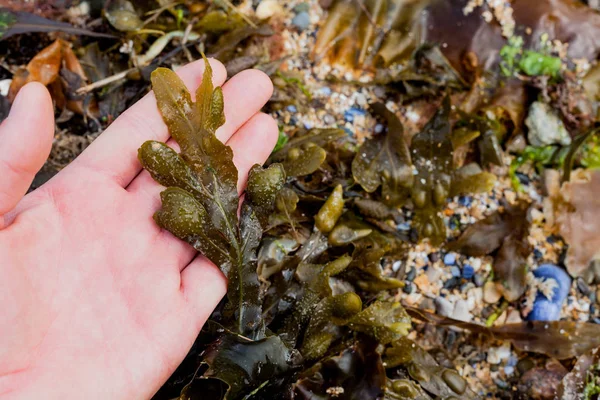 海藻在手上面的海水 在手里的海洋食物 生素食品 在手的海藻特写视图 人类手中的海洋植物 — 图库照片