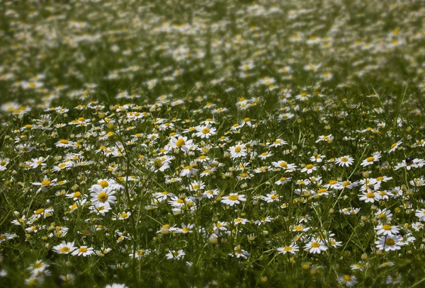 Söta Och Vackra Vildblommor Gräsbevuxen Plats Gula Och Vita Blommorna — Stockfoto