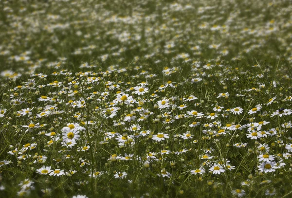 Flores Silvestres Bonitos Bonitos Terra Gramada Lugar Flores Amarelas Brancas — Fotografia de Stock