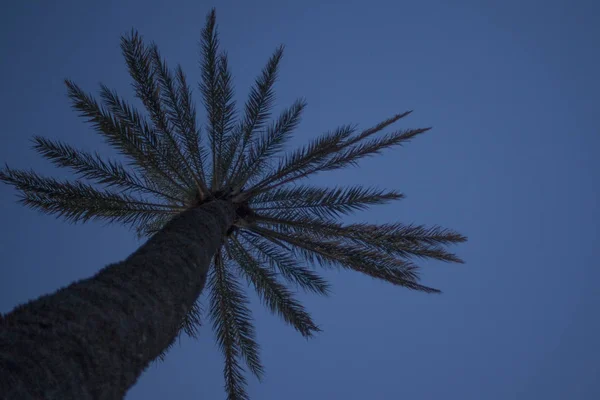 Esta Familia Botánica Arbustos También Llamada Palmera Está Pie Alto — Foto de Stock