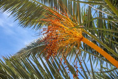 Uzun palmiye ağacı parlak güneşin altında. Onun renkli çiçekler feragat braches. Gökyüzüne yükselen güçlü ve sağlıklı yaprakları. Tropikal iklim sahne