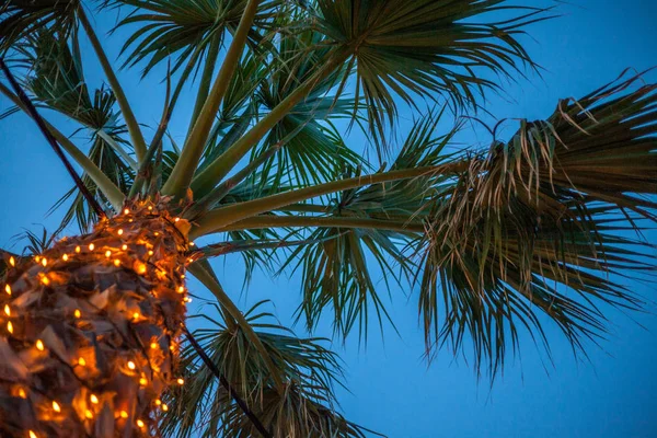 Una Palmera Alta Bajo Cielo Luces Artificiales Brillando Alrededor Del —  Fotos de Stock