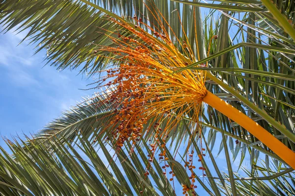 Una Palmera Alta Bajo Sol Brillante Los Braches Renuncian Sus —  Fotos de Stock