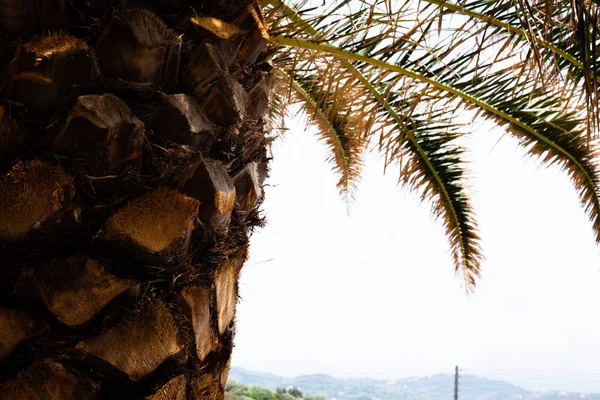 Dia Ensolarado Tropical Madeira Verde Breezy Coco Para Umas Férias — Fotografia de Stock