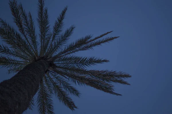 Negocio del diseño Texto vacío del espacio de copia para la promoción del sitio web del anuncio Plantilla aislada Banner Árbol palma azul escena natural paisaje amor mensaje recuerdos hermoso — Foto de Stock