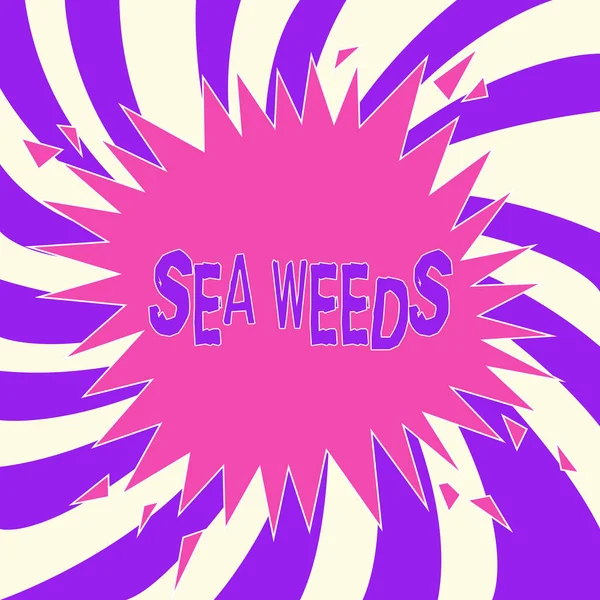 Escribiendo una nota que muestra Sea Weeds. Foto de negocios mostrando grandes algas que crecen en el mar o el océano Plantas marinas flora — Foto de Stock