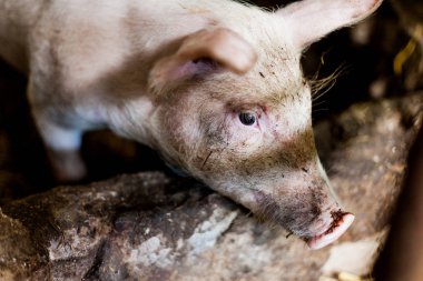 Pigglets yere saman ile ahırda. Aç domuz yemek yeme. Gıda üretim kavramların görüntü çiftlikte domuzlarla. Çamurlu köyü demiler. 