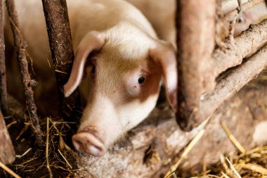 Hogpen çamurlu domuzlar. Yerli koşullarda gıda üretim kavramı. Saman ile kutularının Pigglets. Köy gıda üretim kavramı.