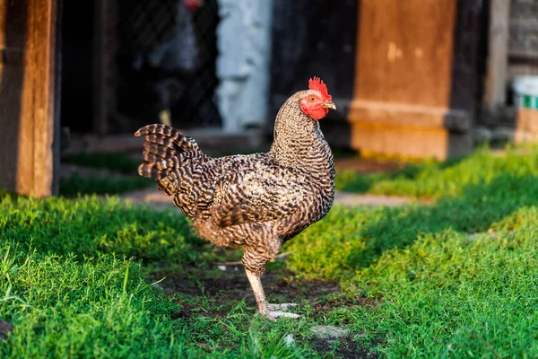 Siyah ve beyaz tavuk ayakta yardwith arka plan bulanık. Evcil hayvanlar ile köy kavramı. Köy backyward yeşil çimen.