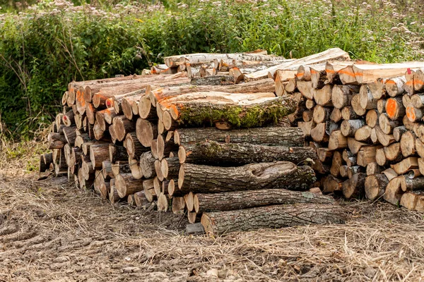 Pilha de madeira crua na grama pela floresta. Conceito da indústria com madeira e madeira. Pilha de madeira preparada para a lenha de fogo no inverno . — Fotografia de Stock