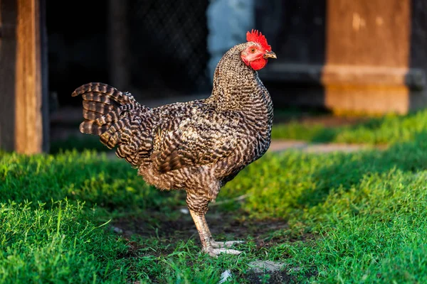 Black and white chicken standing in the yardwith blurred background. Village concept with domestic animals. Green grass of the village backyward.