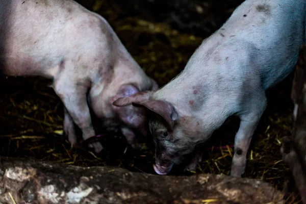 Maiali fangosi nella fattoria che mangiano da terra. Porcellini sporchi nel fango. Concetto di animali domestici produzione agricola e alimentare . — Foto Stock