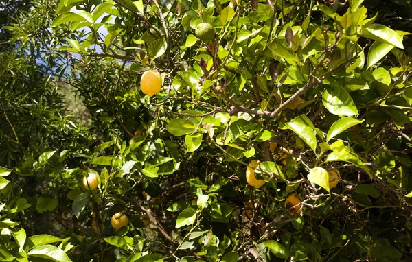 Limão amarelo maduro pendurado numa árvore. Folhas verdes brilhantes com luz solar brilhando. Planta tropical saudável que carrega frutas cítricas em uma fazenda. Temporada de colheita . — Fotografia de Stock