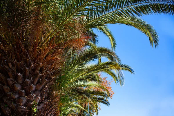 Aufwärtsschuss einer hohen Palme unter blauem Himmel. Um den Kofferraum glitzern winzige LED-Lichter. Kabeldraht, der tief unter den Blättern hängt. Ideen für die Gestaltung von Veranstaltungsorten. — Stockfoto