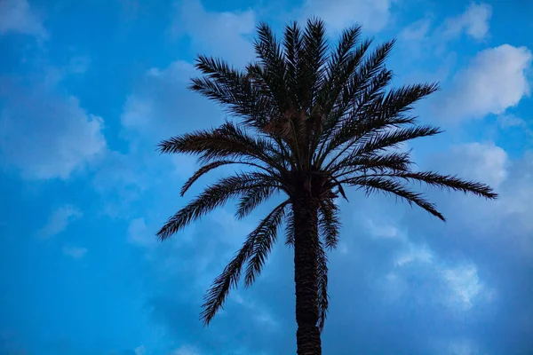 Aufwärtsschuss einer hohen Palme unter blauem Himmel. Um den Kofferraum glitzern winzige LED-Lichter. Kabeldraht, der tief unter den Blättern hängt. Ideen für die Gestaltung von Veranstaltungsorten. — Stockfoto