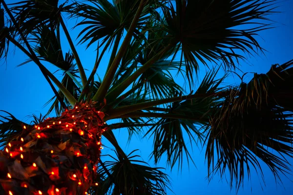 Prise de vue vers le haut d'un grand palmier sous le ciel bleu. De minuscules lumières LED scintillent autour du coffre. Câble suspendu bas sous les feuilles. Idées de conception de site . — Photo