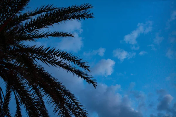 Arriba de la palmera alta bajo el cielo azul. Pequeñas luces led que brillan alrededor del tronco. Cable de alambre colgando bajo debajo de las hojas. Ideas de diseño de lugares . — Foto de Stock