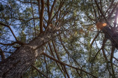Yatay olarak uzanan uzun dallar ile uzun ağaç closeup çekim. Büyük pullu Barka, yukarı doğru görünümünü kuru bacaklarda ve sapları ile hiçbir yaprak ağaç bitki ayakta.