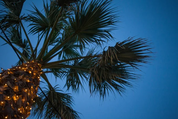 Vista del ángulo superior de la palmera bajo el cielo azul. Cable de alambre colgando bajo debajo de las hojas. Pequeñas luces led que brillan alrededor del tronco. Ideas de diseño de lugares . — Foto de Stock